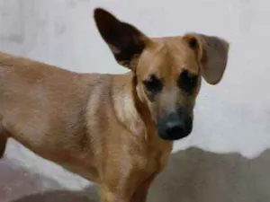 Cachorro raça SRD idade 7 a 11 meses nome Samara