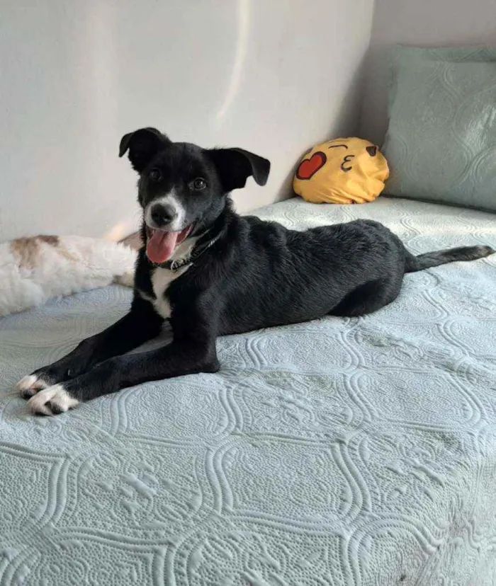 Cachorro ra a Vira lata idade 7 a 11 meses nome Théo