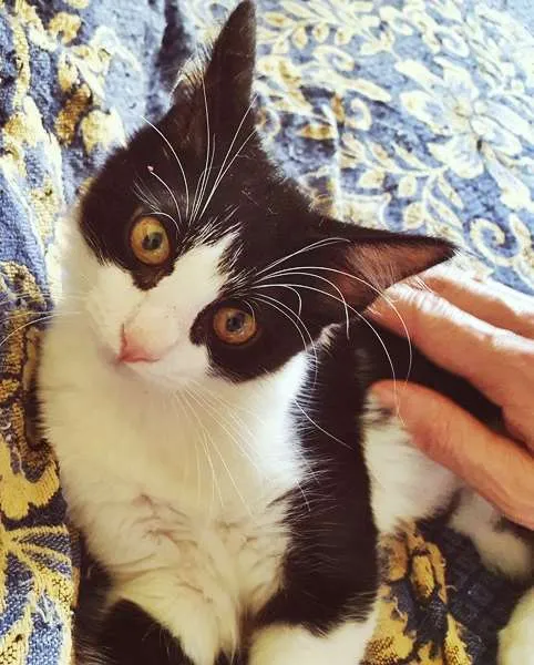 Gato ra a SRD idade 2 a 6 meses nome MÉRCIA FRAJOLA