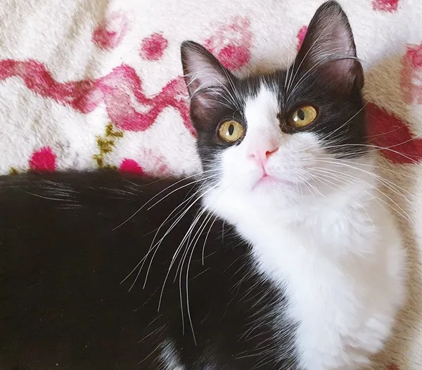 Gato ra a SRD idade 2 a 6 meses nome MÉRCIA FRAJOLA