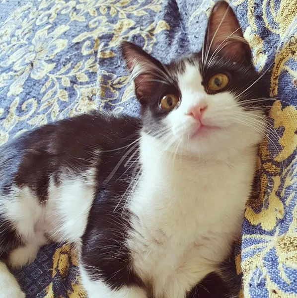Gato ra a SRD idade 2 a 6 meses nome MÉRCIA FRAJOLA
