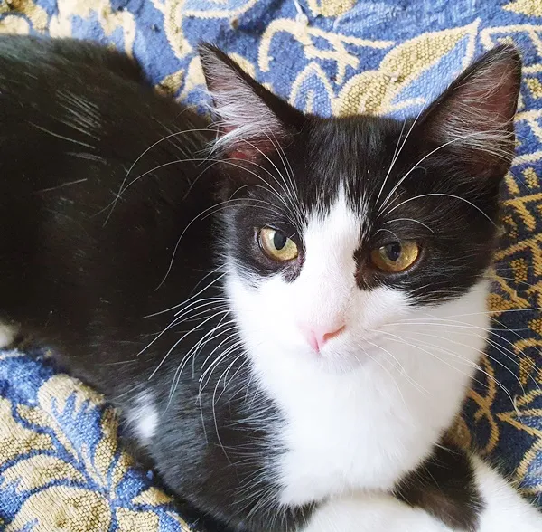 Gato ra a SRD idade 2 a 6 meses nome MÉRCIA FRAJOLA