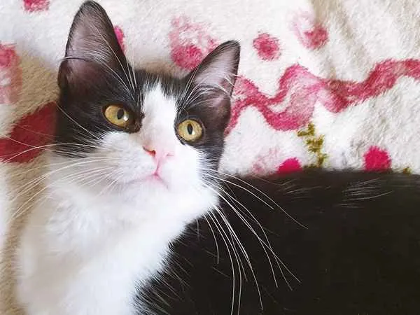Gato ra a SRD idade 2 a 6 meses nome MÉRCIA FRAJOLA