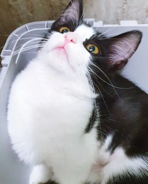 Gato ra a SRD idade 2 a 6 meses nome MÉRCIA FRAJOLA
