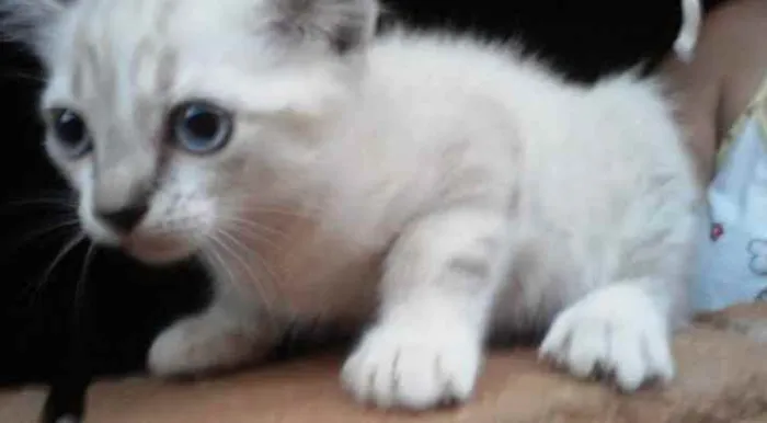 Gato ra a SRD idade Abaixo de 2 meses nome Sem nome
