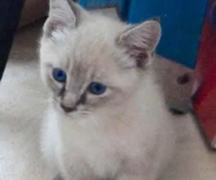 Gato ra a SRD idade Abaixo de 2 meses nome Sem nome