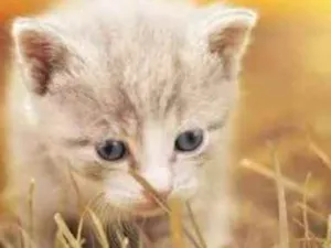 Gato raça SRD idade Abaixo de 2 meses nome Sem nome