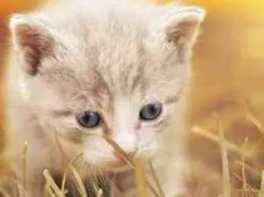 Gato ra a SRD idade Abaixo de 2 meses nome Sem nome