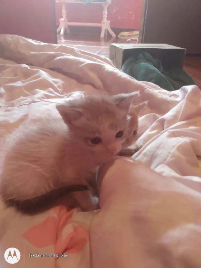 Gato ra a SRD idade Abaixo de 2 meses nome Sem nome