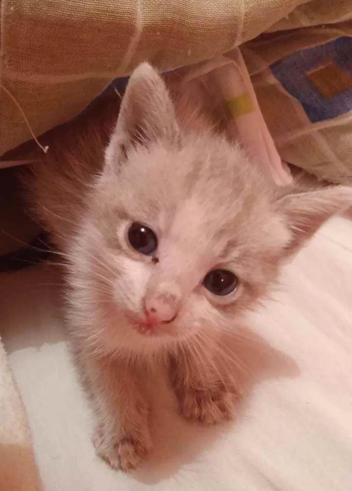 Gato ra a SRD idade Abaixo de 2 meses nome Sem nome