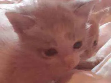 Gato ra a SRD idade Abaixo de 2 meses nome Sem nome