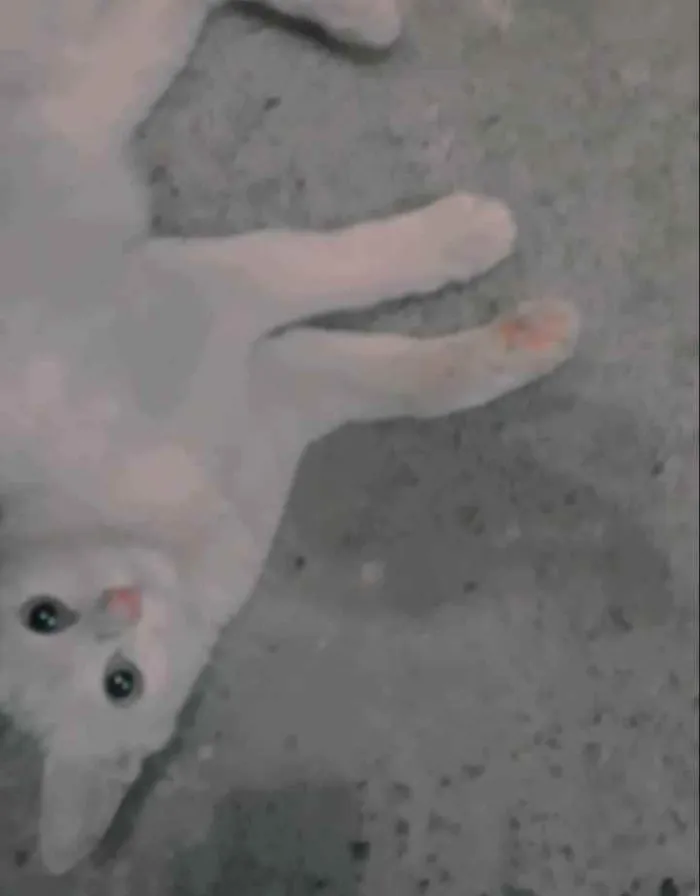 Gato raça  idade 2 a 6 meses nome SEM NOME