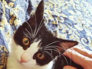 Gato raça SRD idade 2 a 6 meses nome MÉRCIA FRAJOLA