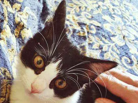 Gato ra a SRD idade 2 a 6 meses nome MÉRCIA FRAJOLA