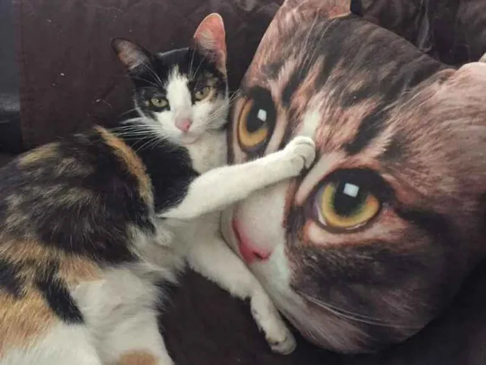 Gato raça Sem raça definida idade 3 anos nome Lola