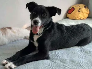 Cachorro raça Vira lata idade 7 a 11 meses nome Théo 