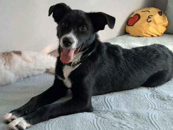 Cachorro ra a Vira lata idade 7 a 11 meses nome Théo