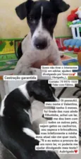 Filhote