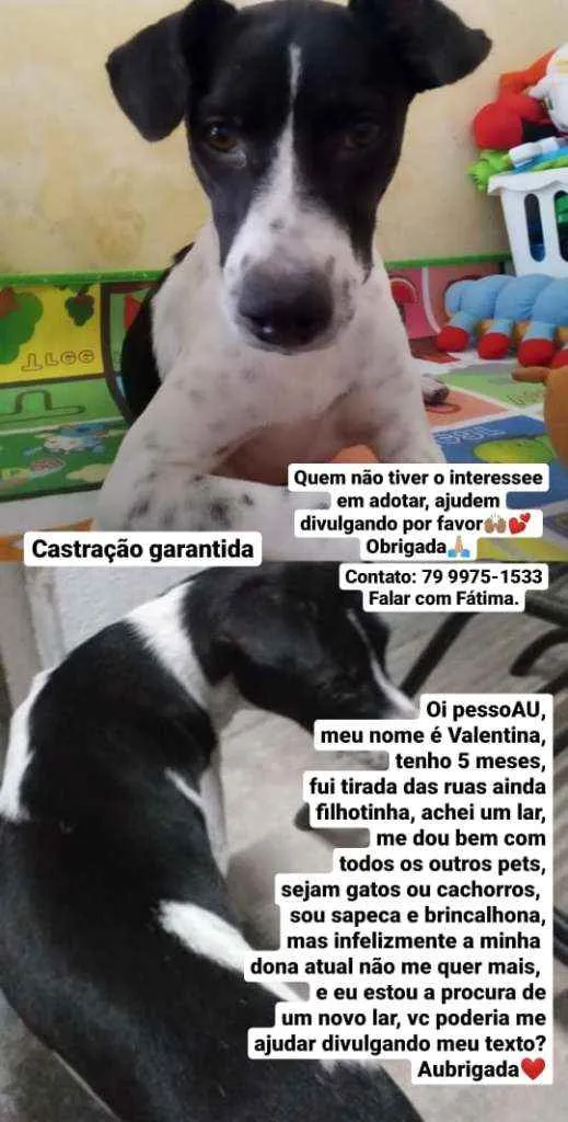 Cachorro raça Srd idade 2 a 6 meses nome Filhote