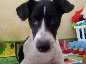 Cachorro raça Srd idade 2 a 6 meses nome Filhote