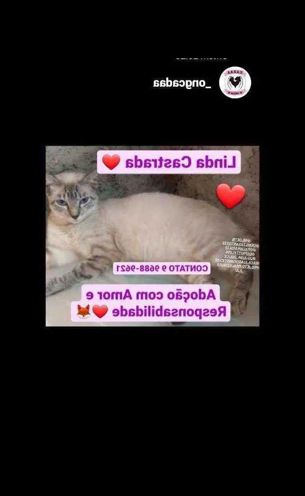 Gato raça Srd idade 2 a 6 meses nome Jovem