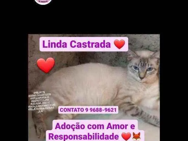 Gato raça Srd idade 2 a 6 meses nome Jovem