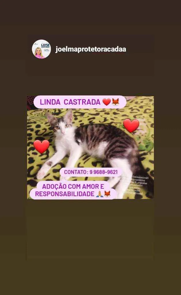 Gato raça Srd idade 2 a 6 meses nome Filhote