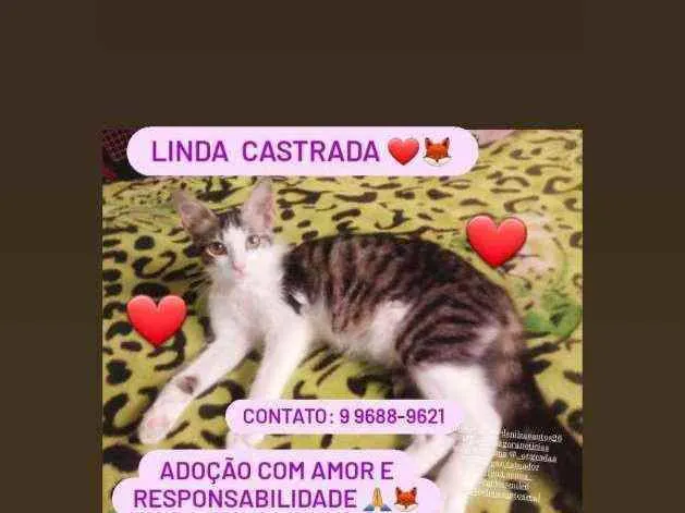 Gato raça Srd idade 2 a 6 meses nome Filhote