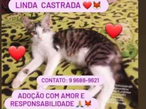 Gato raça Srd idade 2 a 6 meses nome Filhote