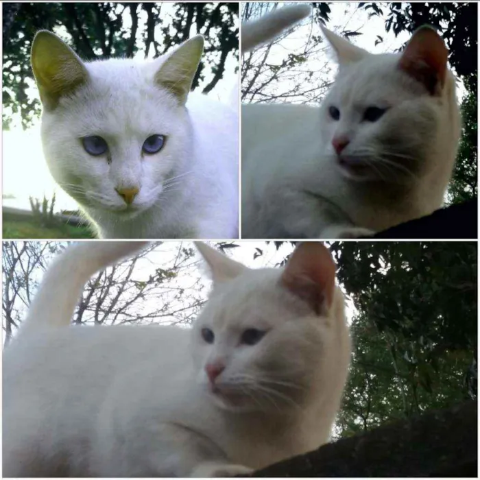 Gato raça Srd idade 7 a 11 meses nome Flix