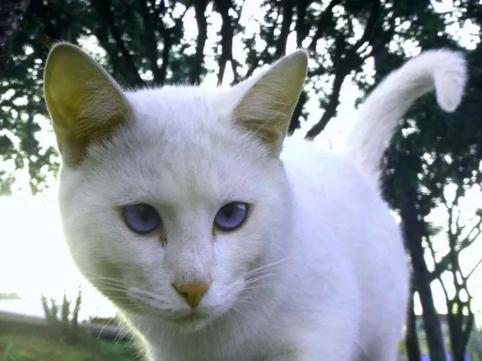 Gato raça Srd idade 7 a 11 meses nome Flix