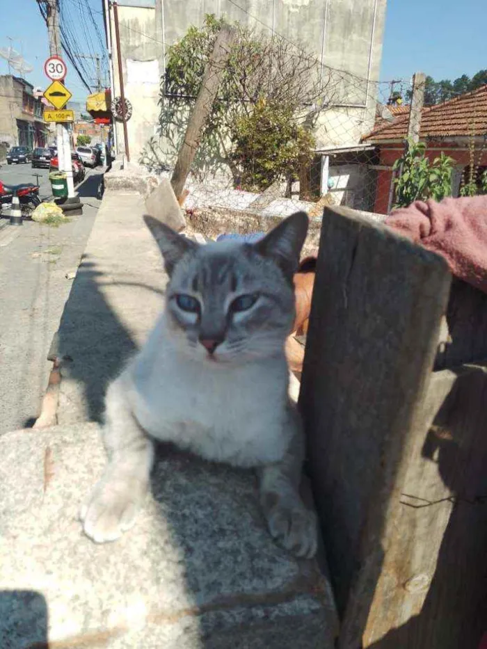 Gato ra a Srd idade 7 a 11 meses nome Miney