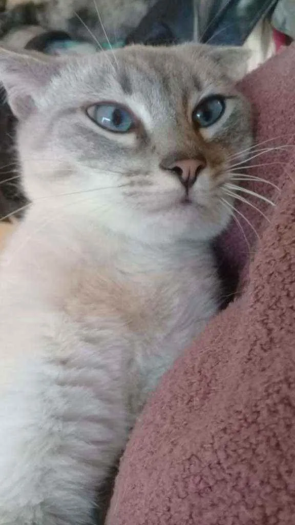 Gato ra a Srd idade 7 a 11 meses nome Miney