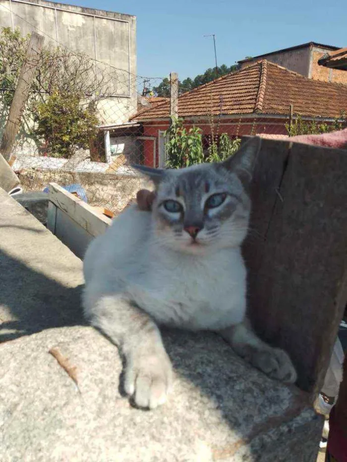 Gato ra a Srd idade 7 a 11 meses nome Miney