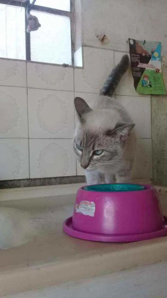 Gato ra a Srd idade 7 a 11 meses nome Miney