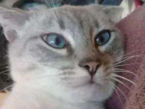 Gato raça Srd idade 7 a 11 meses nome Miney