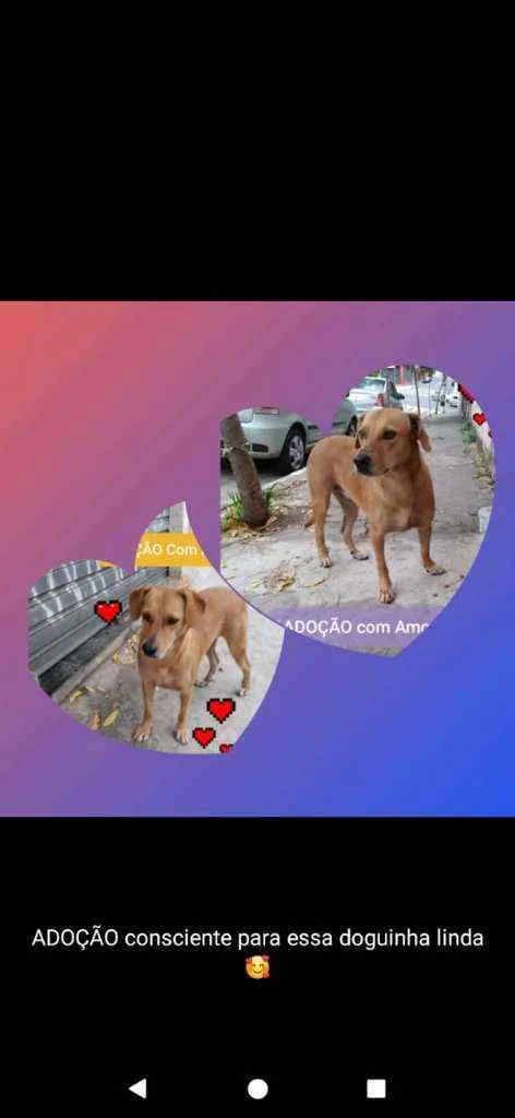 Cachorro raça Srd idade 2 anos nome Deisy