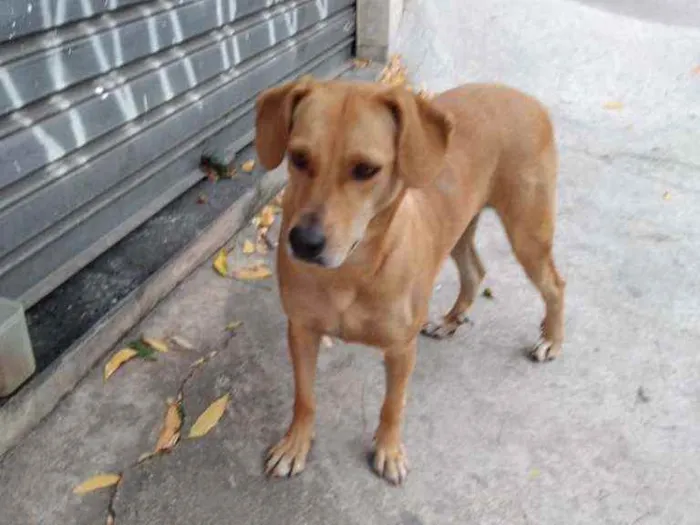 Cachorro raça Srd idade 2 anos nome Deisy