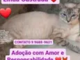 Jovem