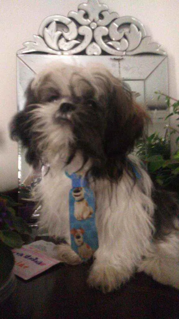 Cachorro ra a Shitzu idade 2 a 6 meses nome Duque
