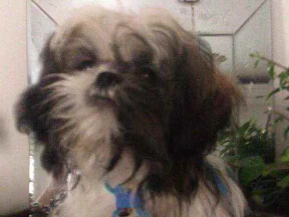 Cachorro ra a Shitzu idade 2 a 6 meses nome Duque