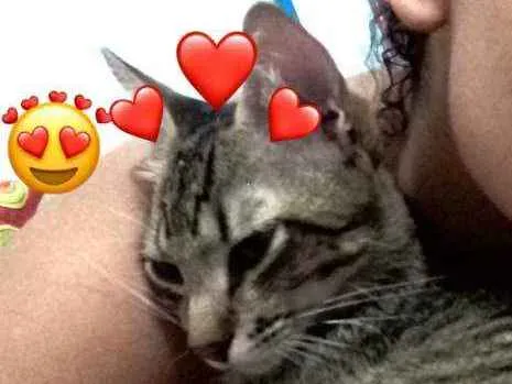 Gato ra a Vira lata  idade 7 a 11 meses nome Tom 