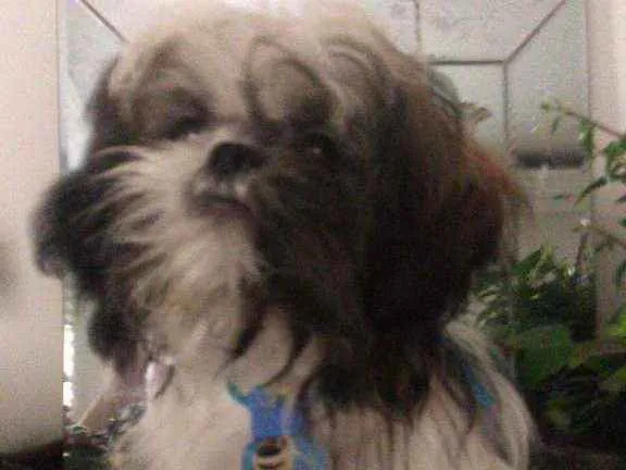 Cachorro ra a Shitzu idade 2 a 6 meses nome Duque