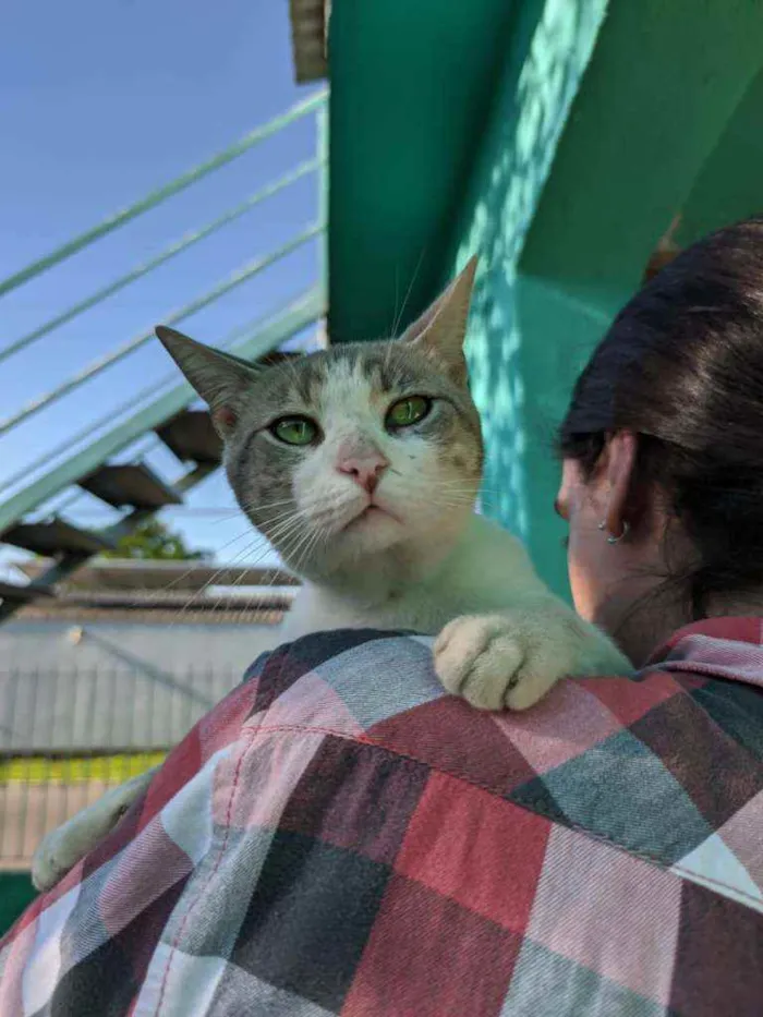 Gato raça SRD idade 1 ano nome Peep