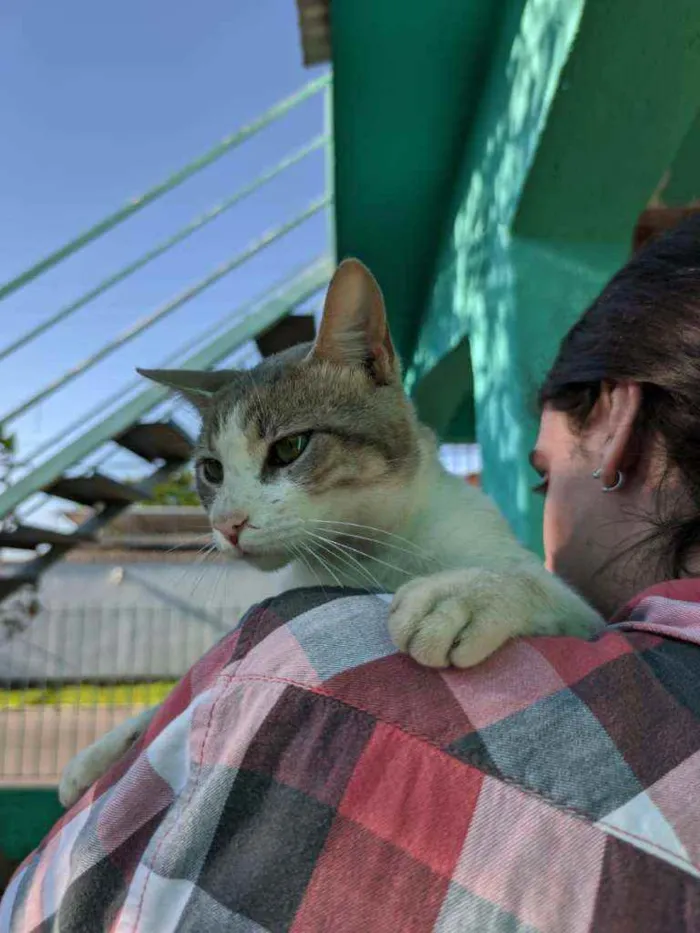 Gato raça SRD idade 1 ano nome Peep