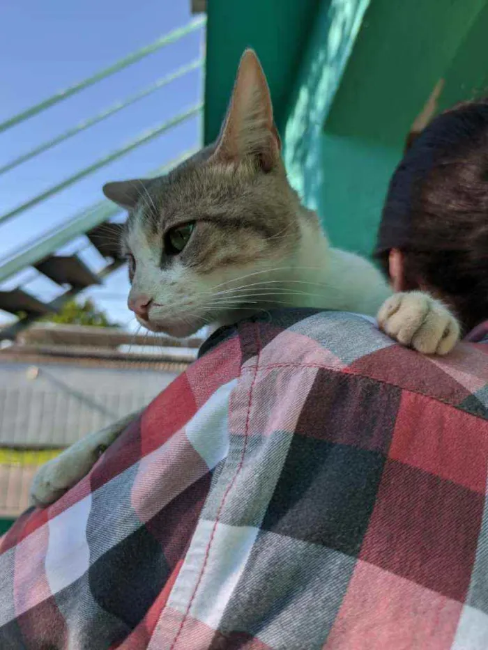 Gato raça SRD idade 1 ano nome Peep