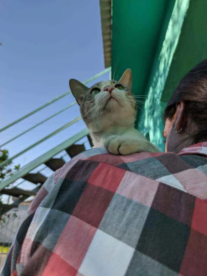 Gato raça SRD idade 1 ano nome Peep