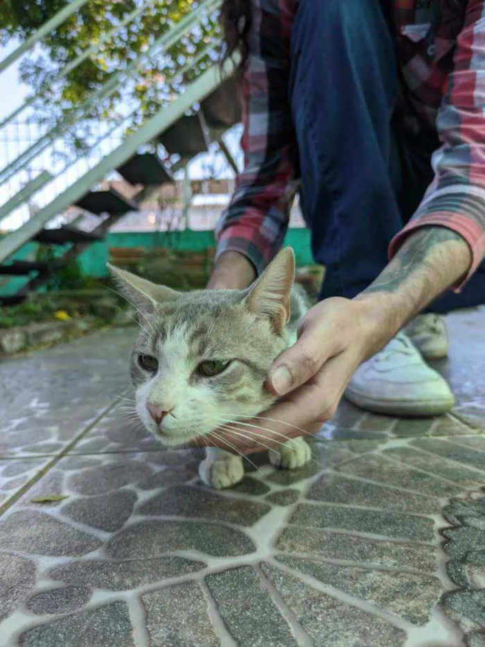 Gato raça SRD idade 1 ano nome Peep