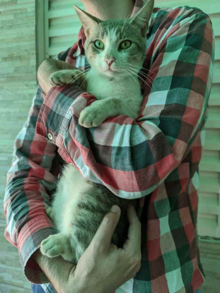 Gato raça SRD idade 1 ano nome Peep