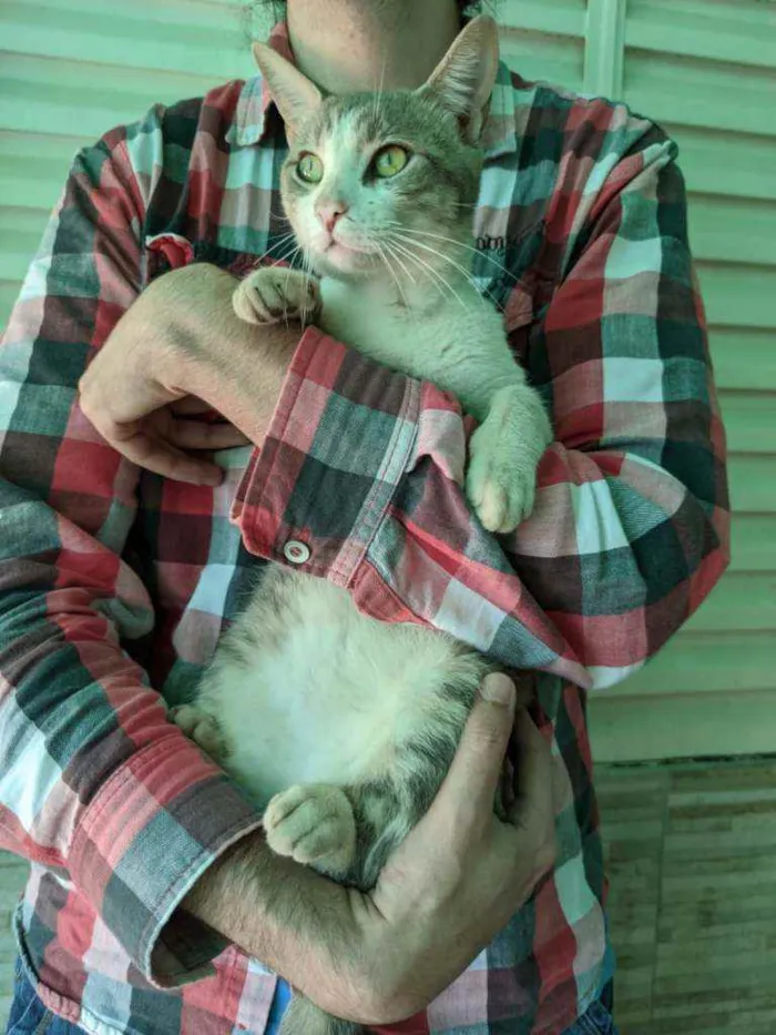Gato raça SRD idade 1 ano nome Peep